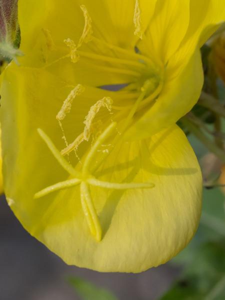 <h3>Oenothera oehlkersii /  / Bleke teunisbloem</h3>